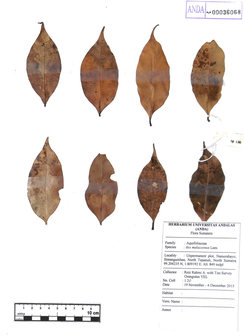 Ilex malaccensis photo 4