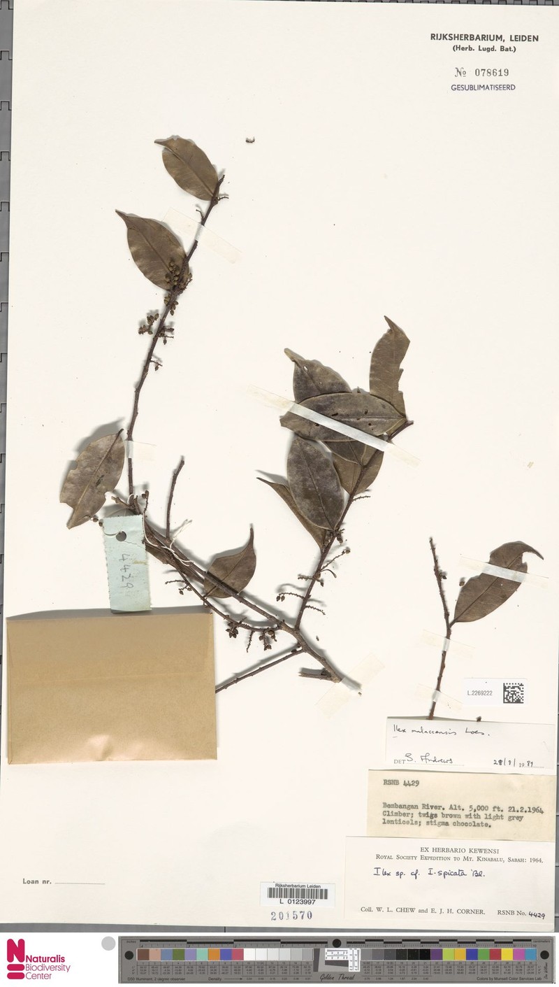 Ilex malaccensis photo 5