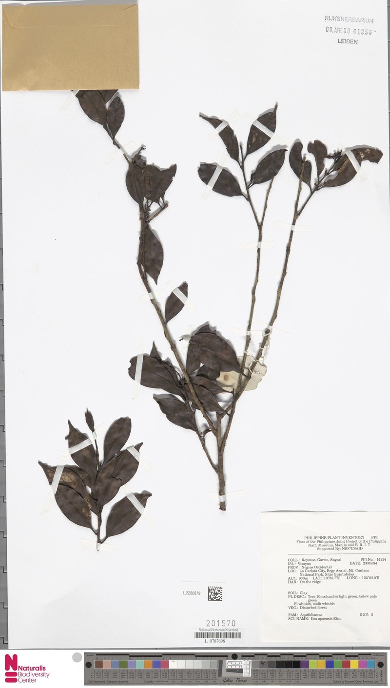 Ilex malaccensis photo 6