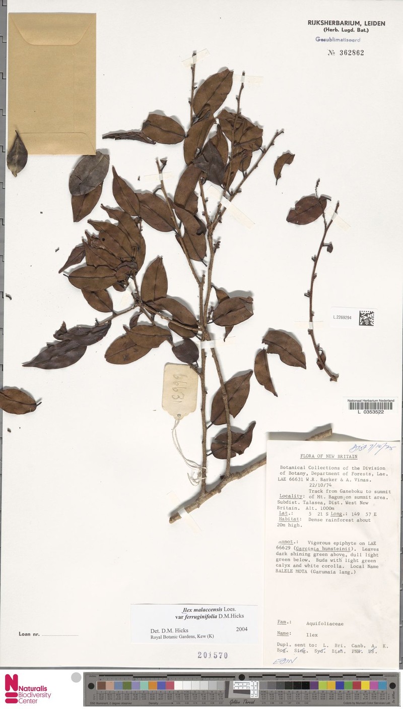 Ilex malaccensis var. ferruginifolia