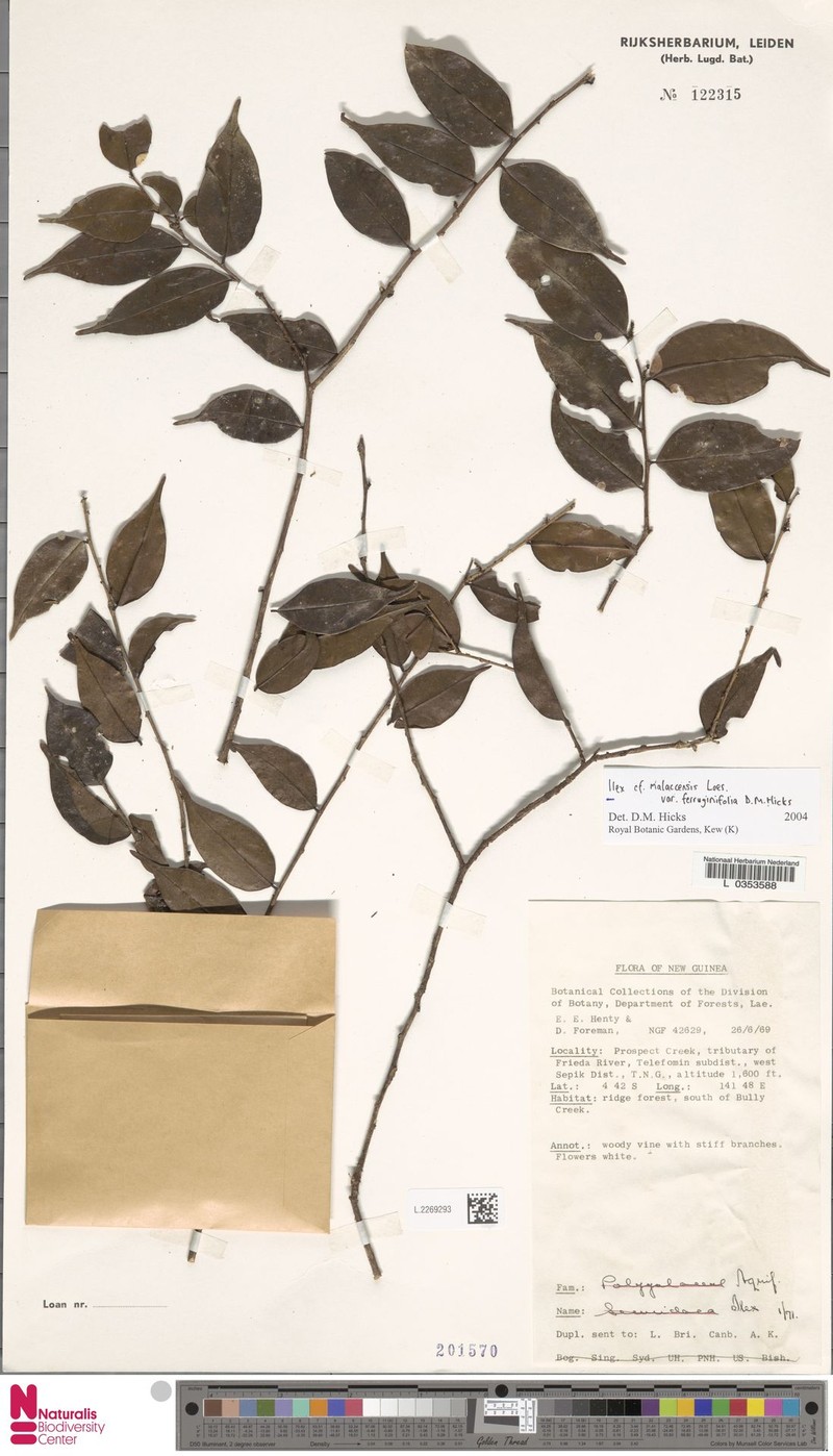 Ilex malaccensis var. ferruginifolia photo 2