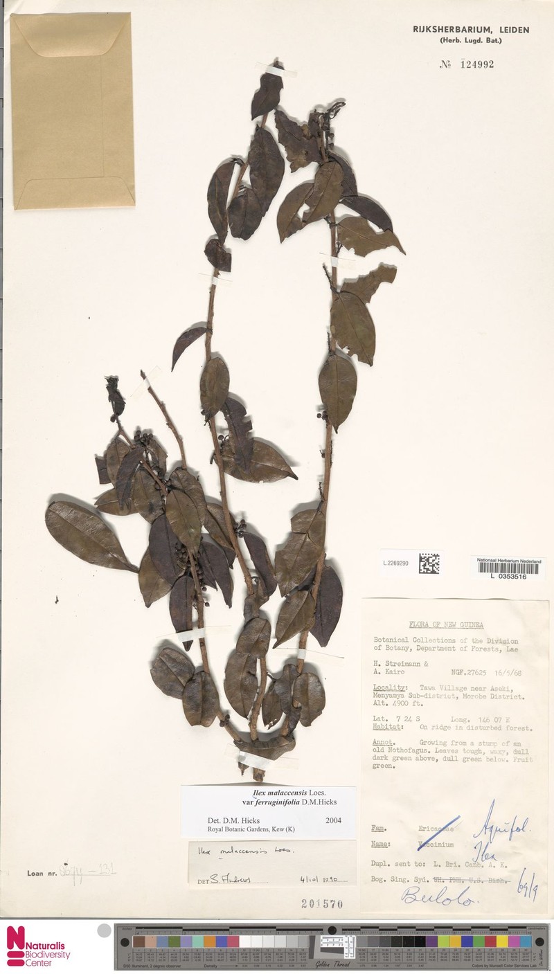 Ilex malaccensis var. ferruginifolia photo 3