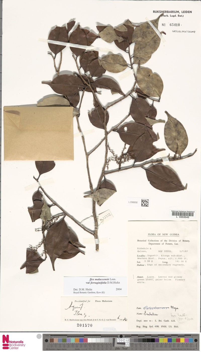 Ilex malaccensis var. ferruginifolia photo 4