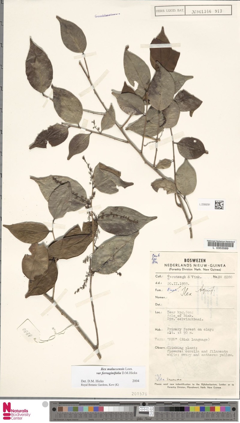 Ilex malaccensis var. ferruginifolia photo 5