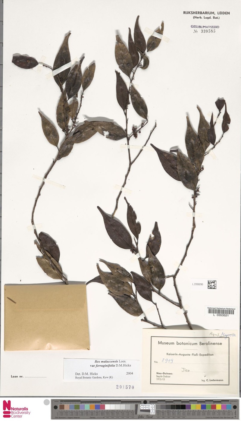 Ilex malaccensis var. ferruginifolia photo 6