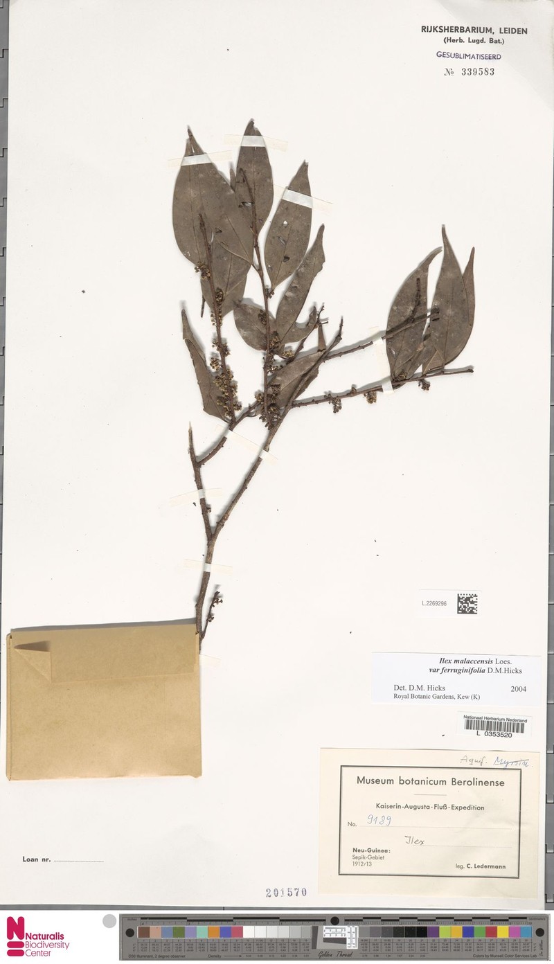 Ilex malaccensis var. ferruginifolia photo 7