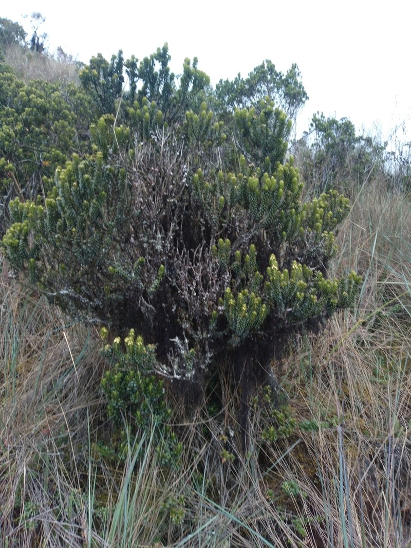 Ilex mandonii