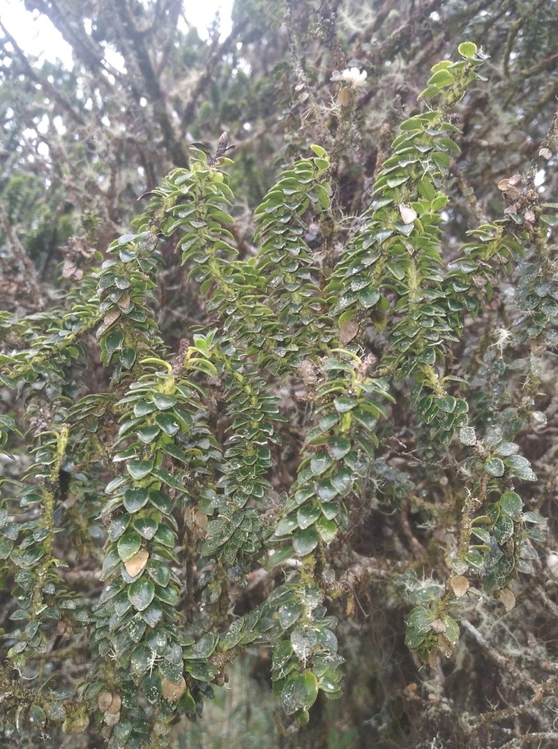 Ilex mandonii photo 2