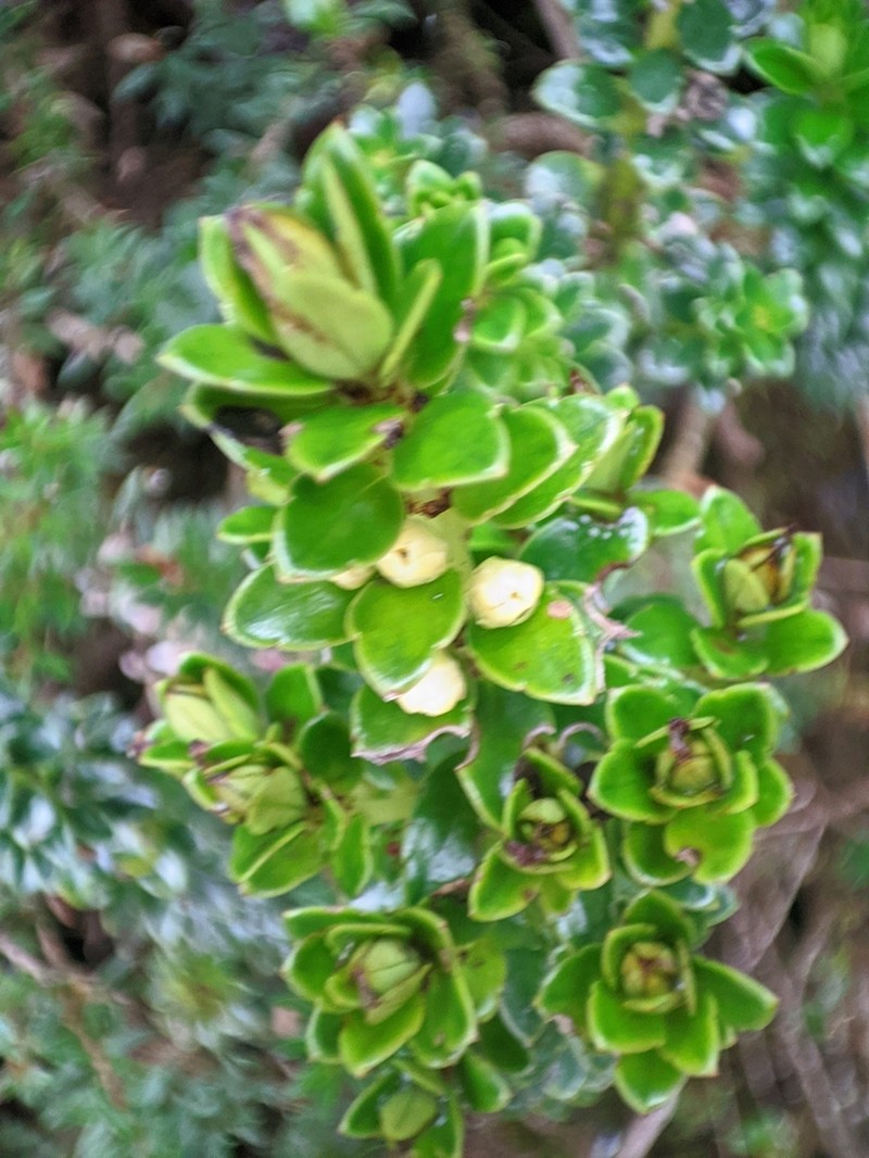 Ilex mandonii photo 4