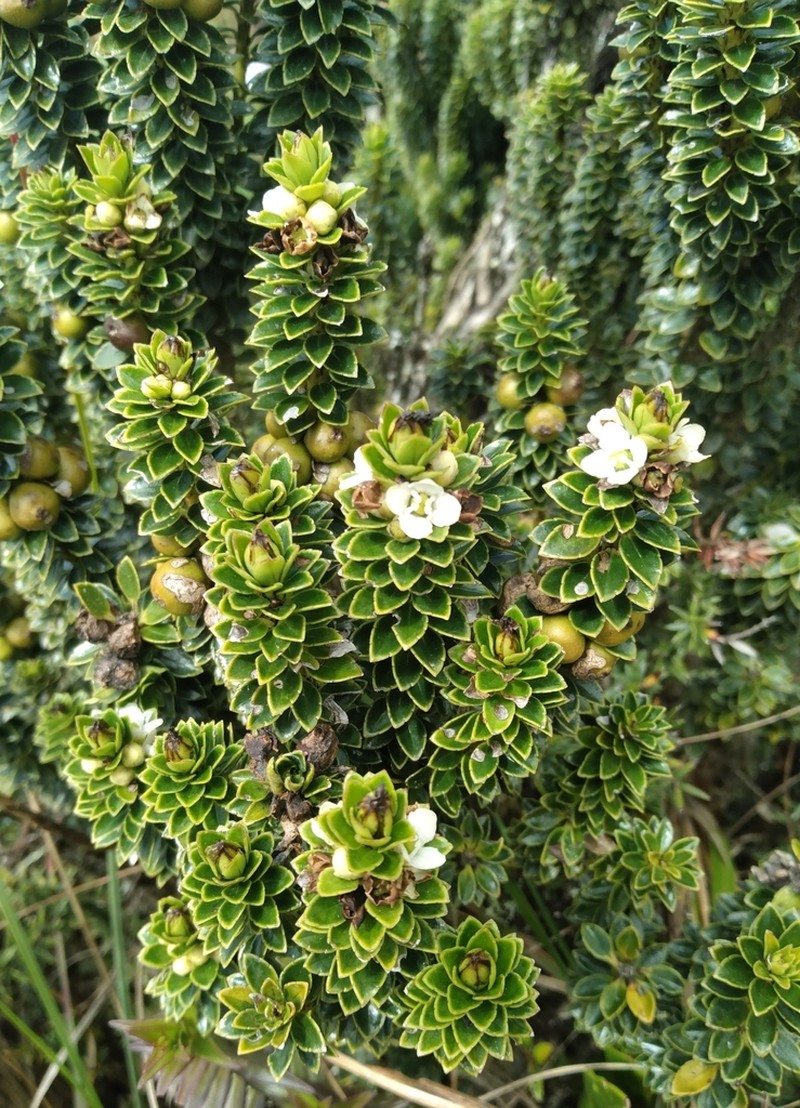 Ilex mandonii photo 5
