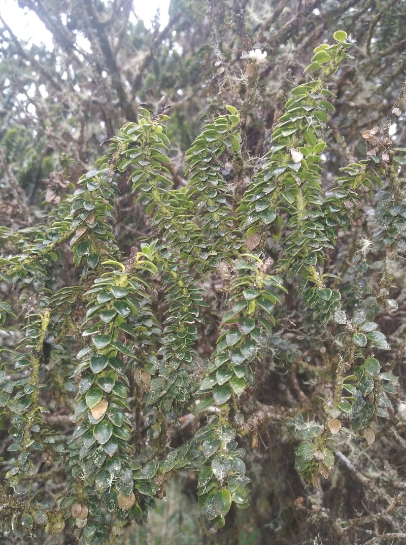 Ilex mandonii photo 6