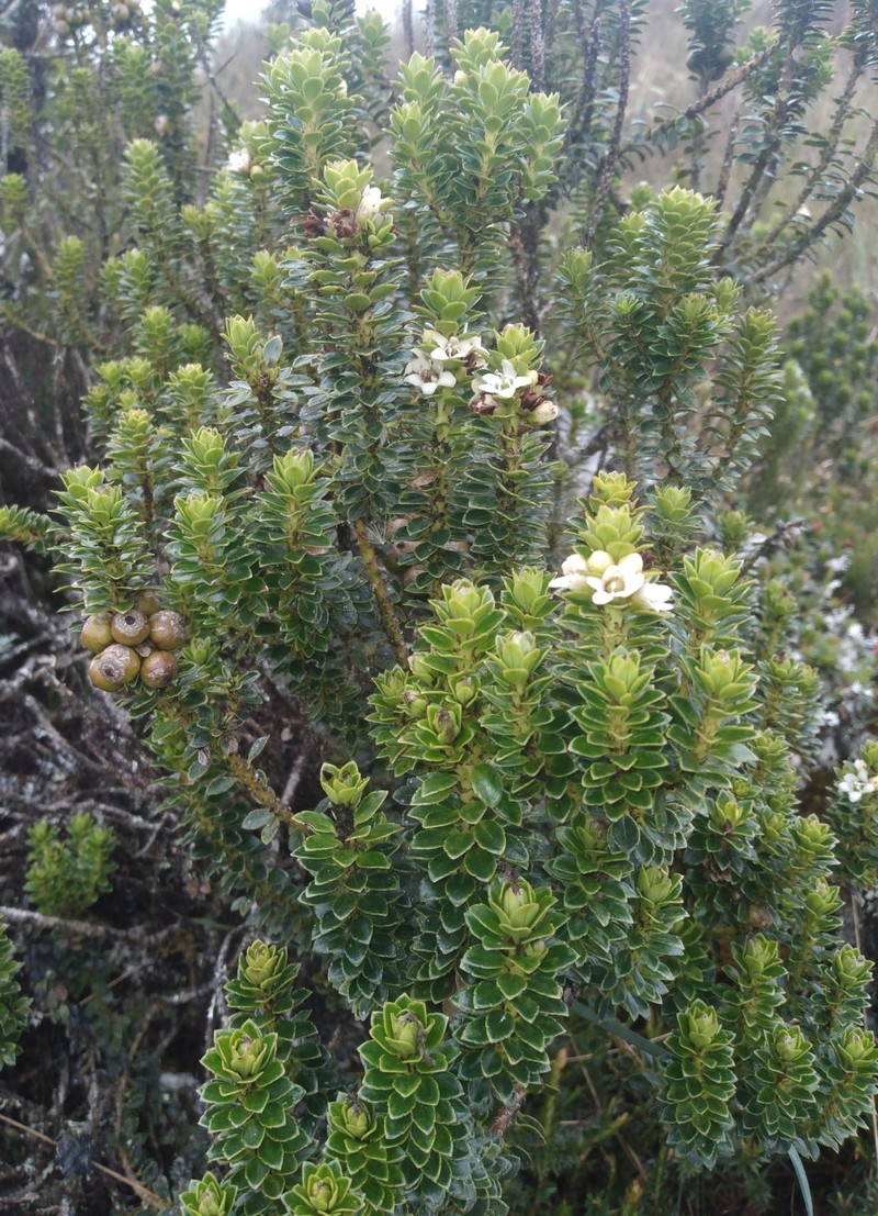 Ilex mandonii photo 7