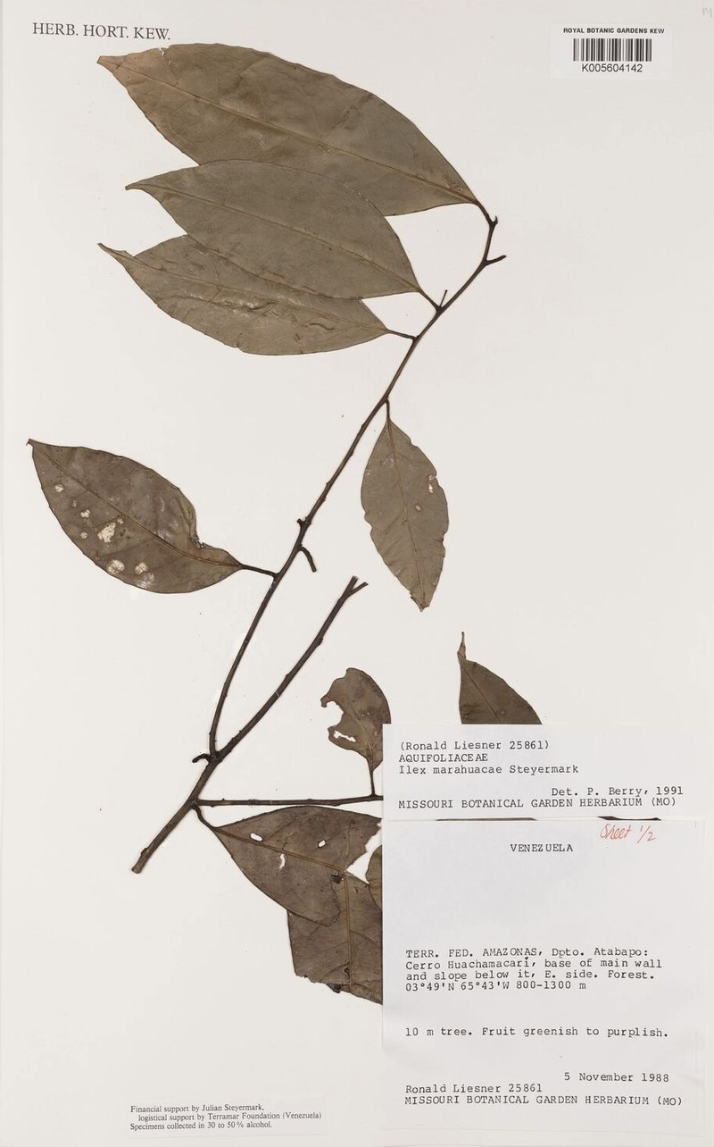 Ilex marahuacae