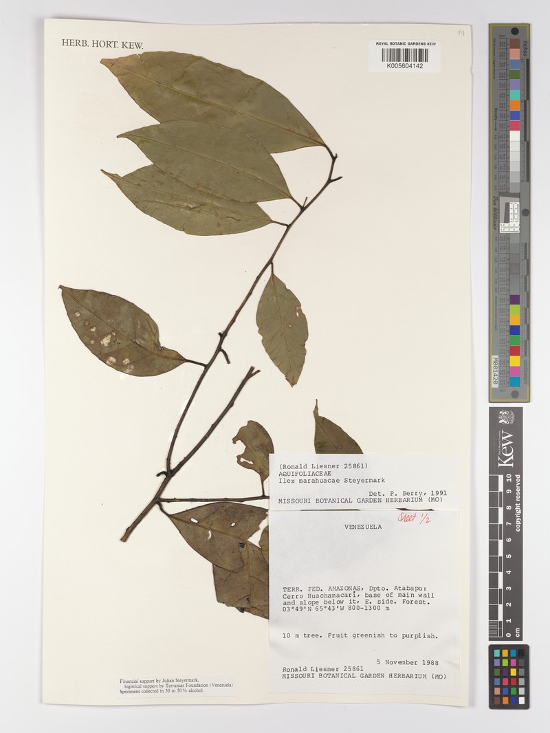 Ilex marahuacae photo 2
