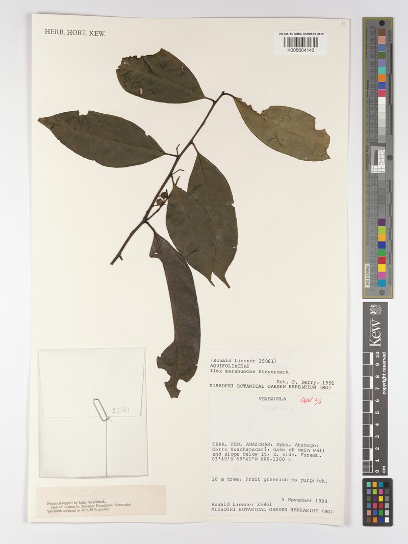 Ilex marahuacae photo 3