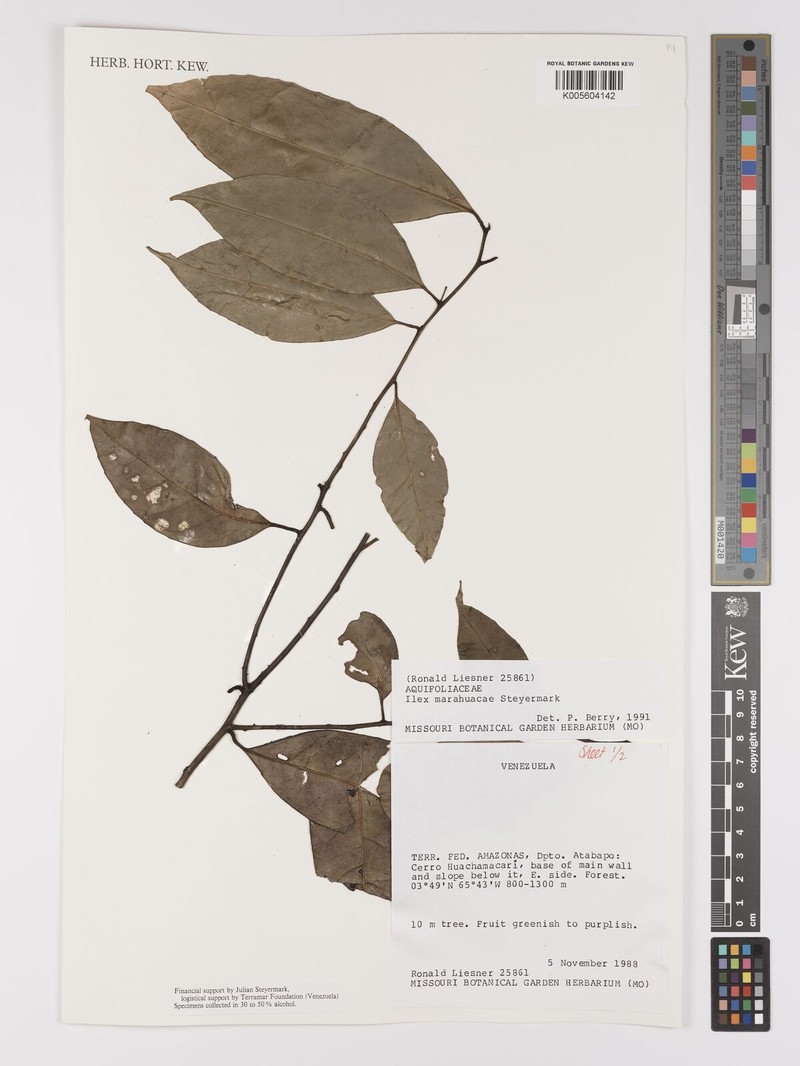 Ilex marahuacae photo 4
