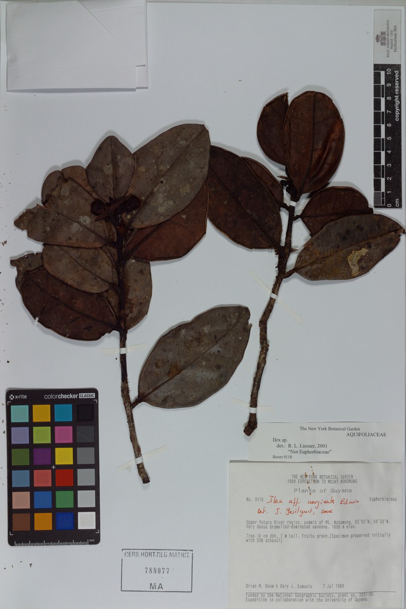 Ilex marginata photo 2