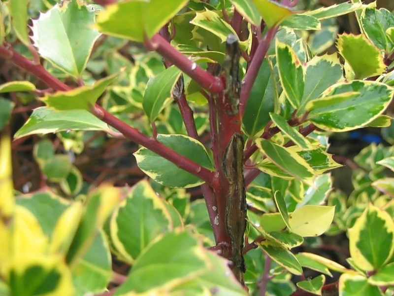 Ilex marginata