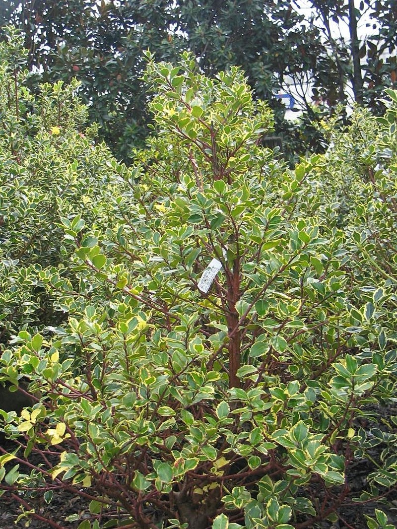 Ilex marginata photo 3