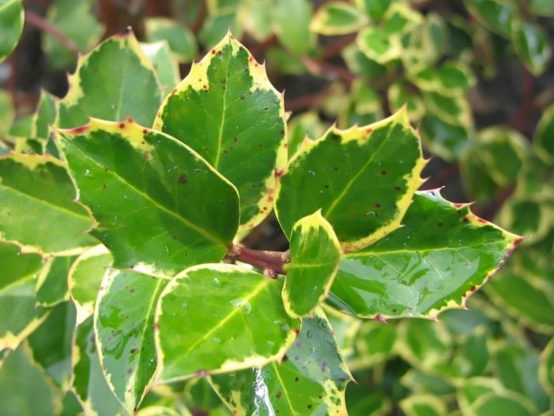 Ilex marginata photo 4