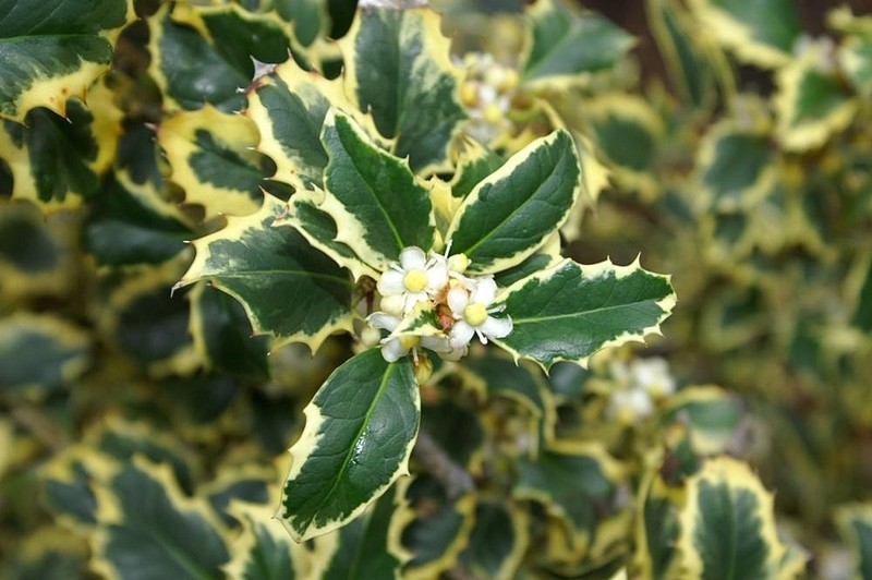 Ilex marginata photo 5