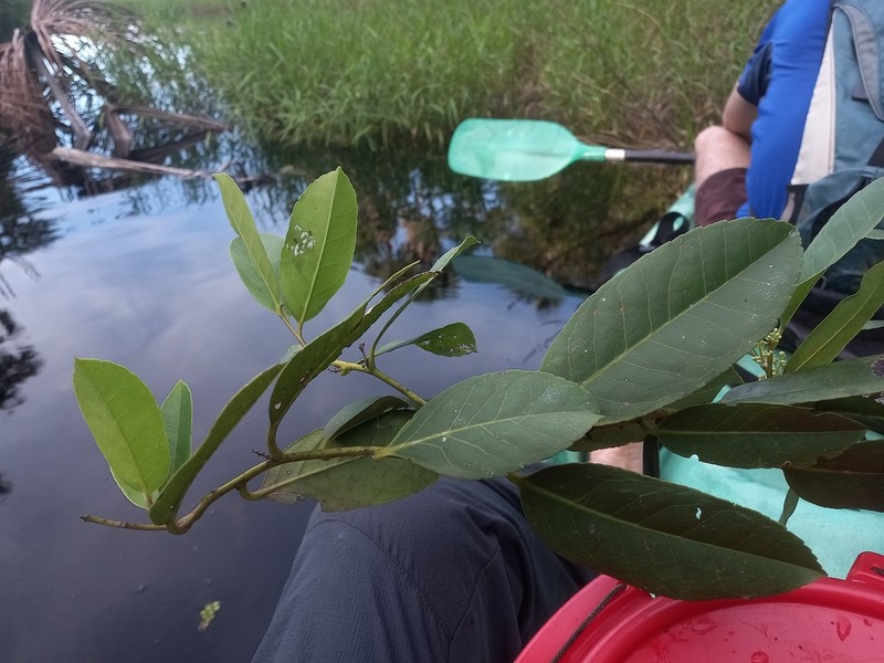 Ilex martiniana