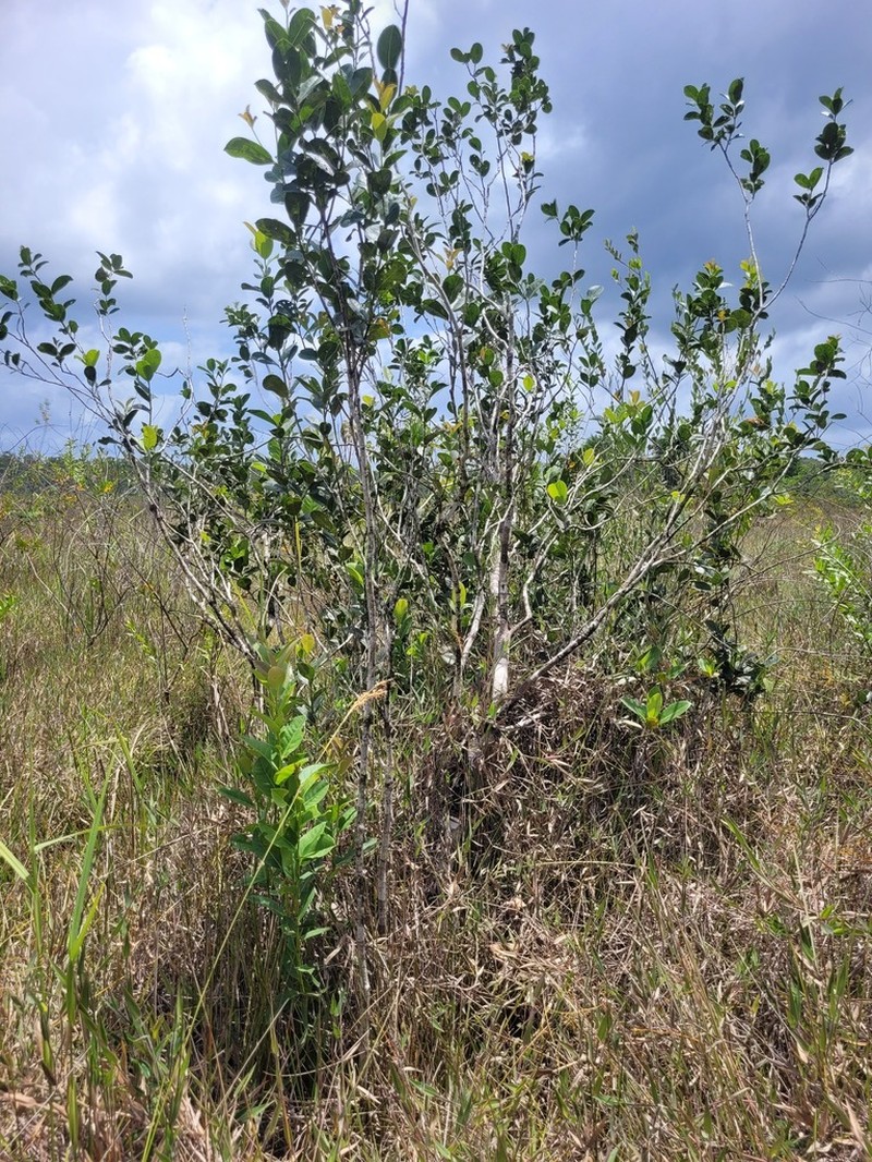 Ilex martiniana photo 2