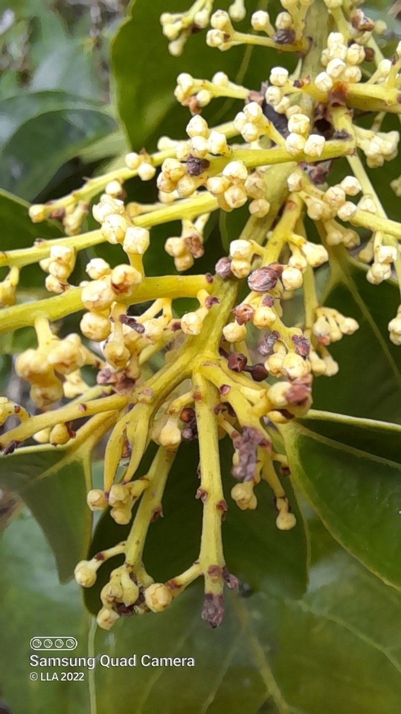 Ilex martiniana photo 3