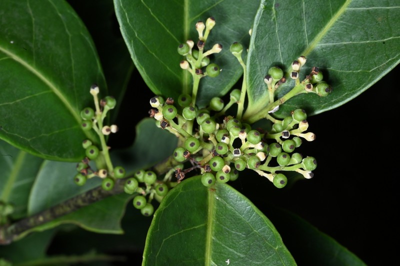 Ilex martiniana photo 4