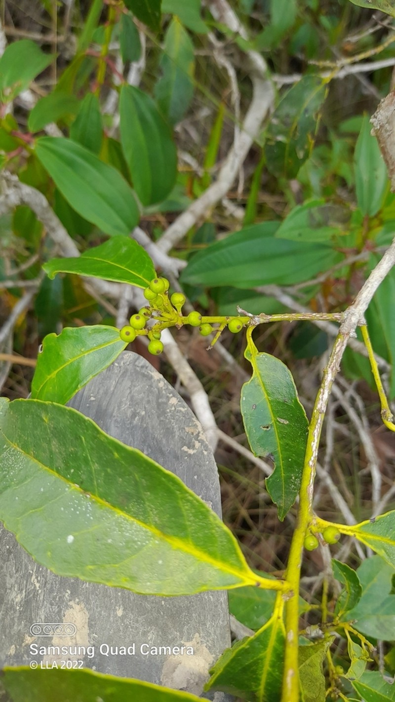 Ilex martiniana photo 5