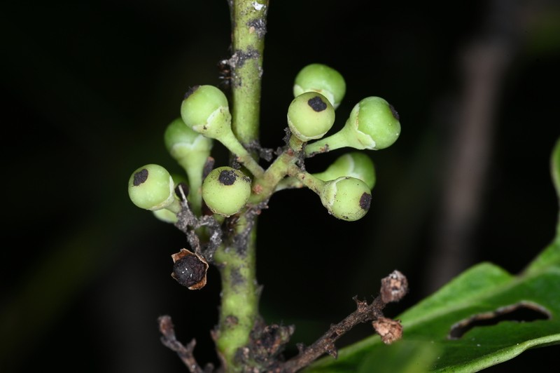 Ilex martiniana photo 8