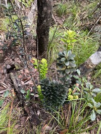 Ilex matanoana