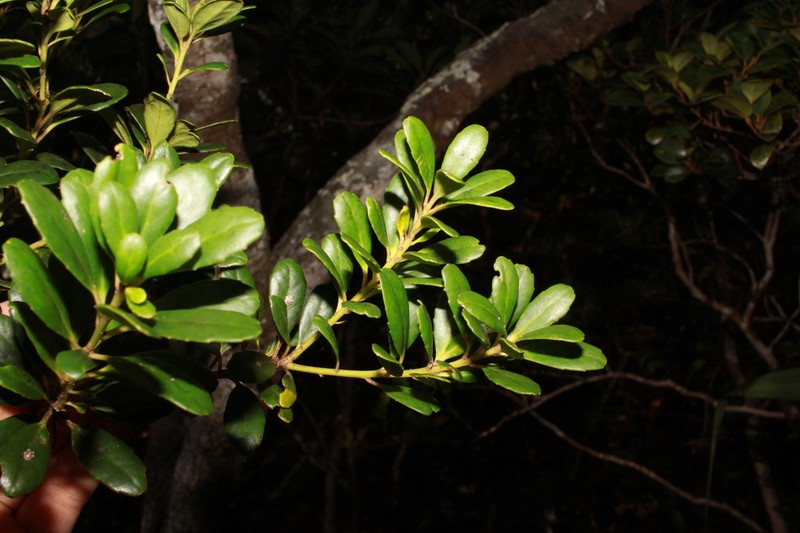 Ilex matanoana photo 2