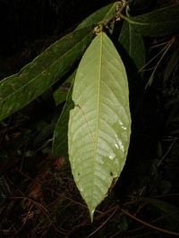 Ilex maxima