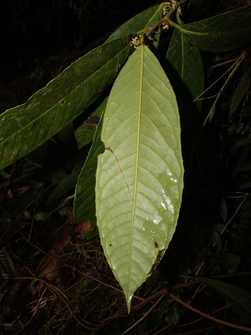Ilex maxima photo 2