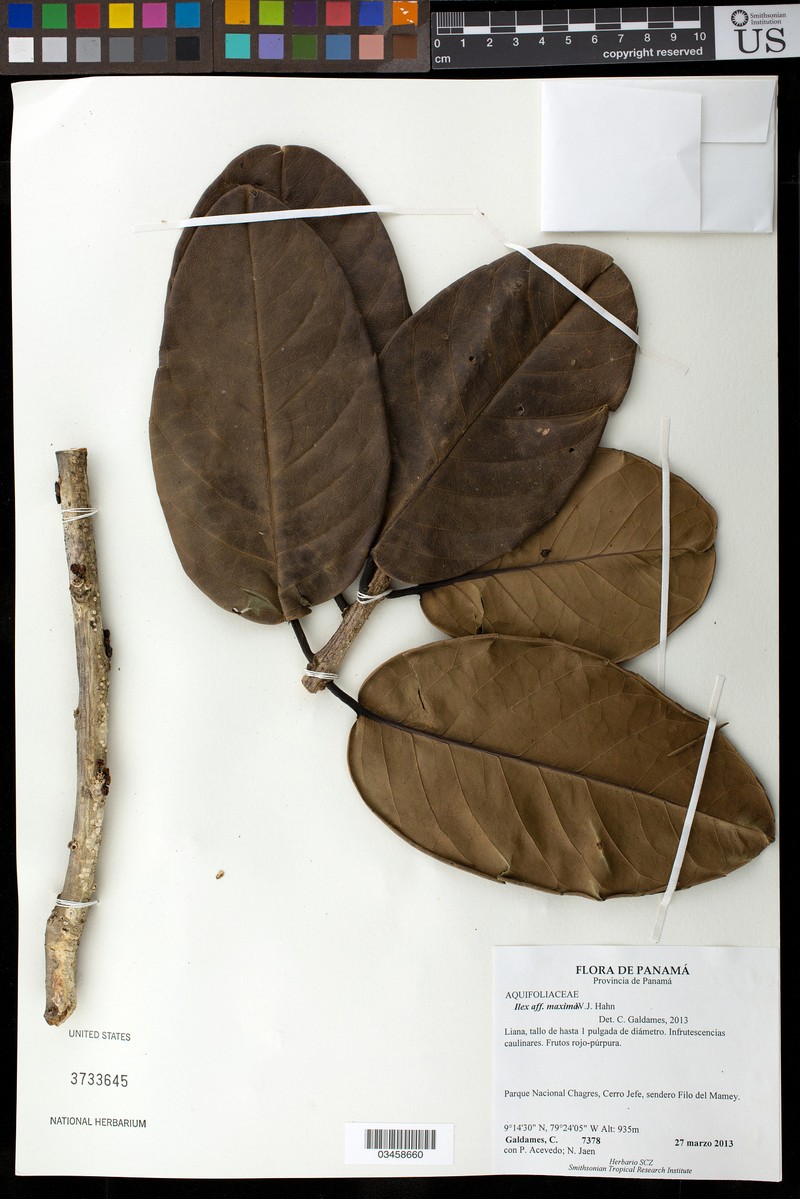 Ilex maxima photo 3