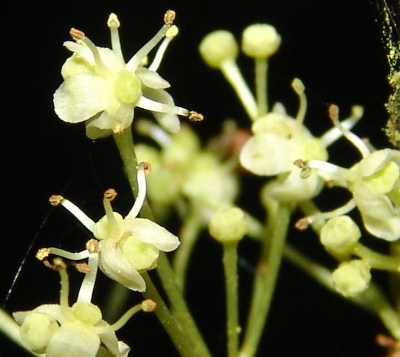 Ilex maxima photo 4