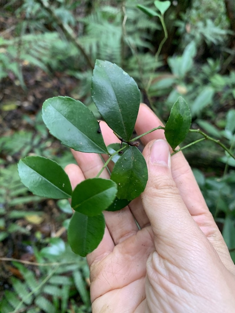 Ilex maximowicziana photo 2