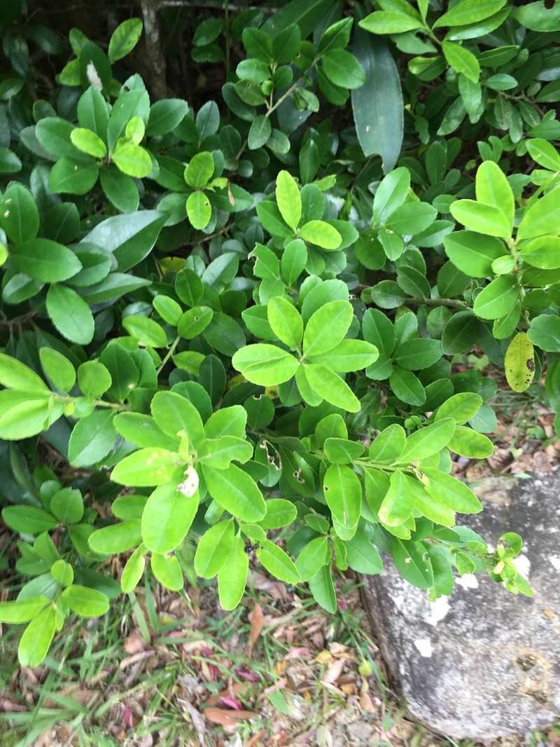 Ilex maximowicziana photo 4