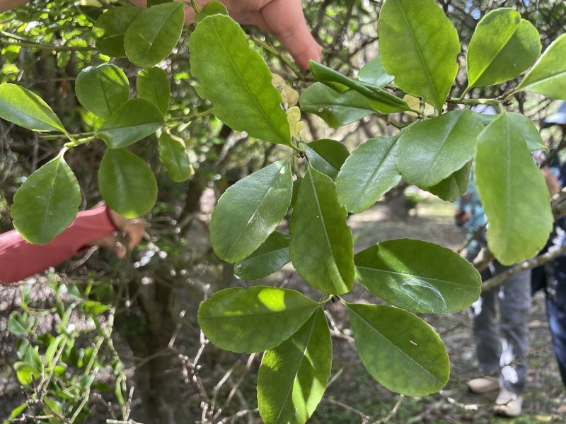 Ilex maximowicziana photo 5