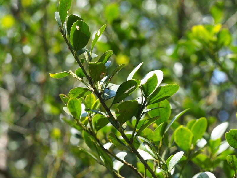 Ilex maximowicziana photo 6