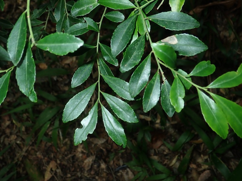 Ilex maximowicziana photo 7