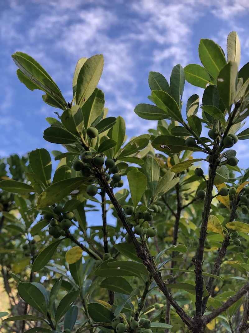 Ilex maximowicziana photo 8