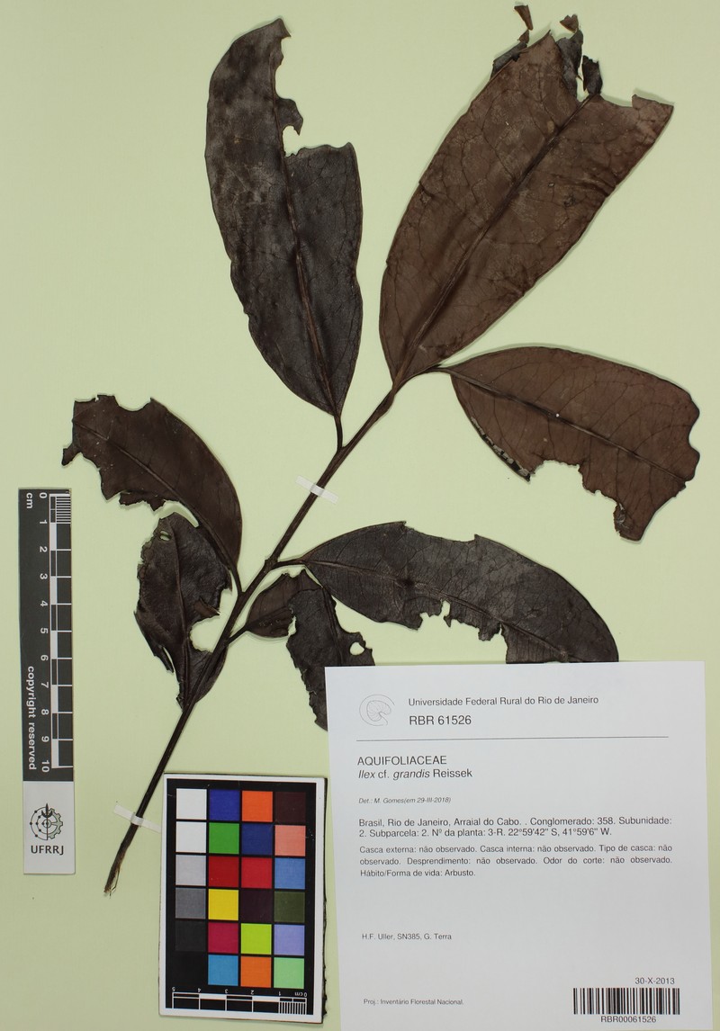 Ilex megalophylla