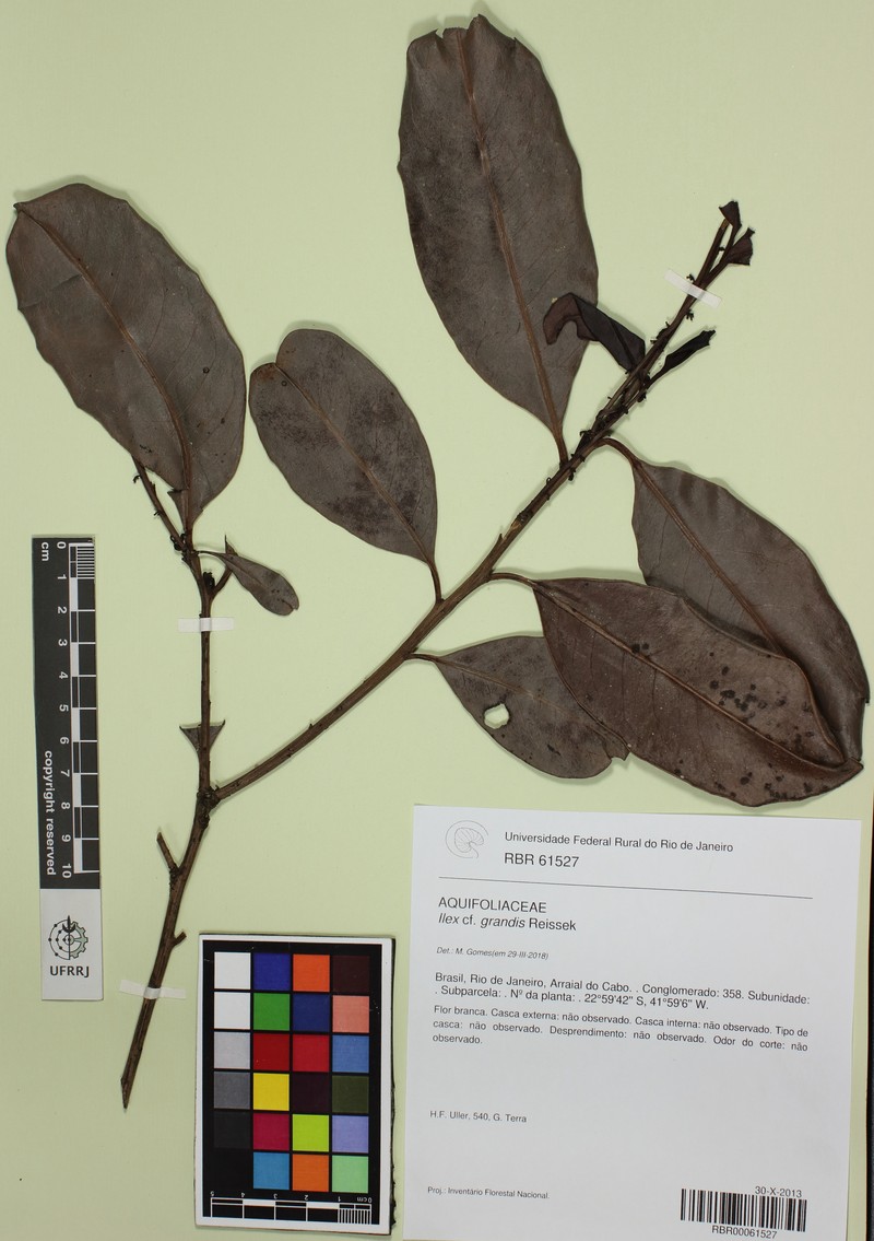 Ilex megalophylla photo 2
