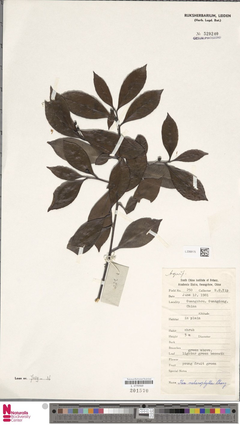 Ilex melanophylla