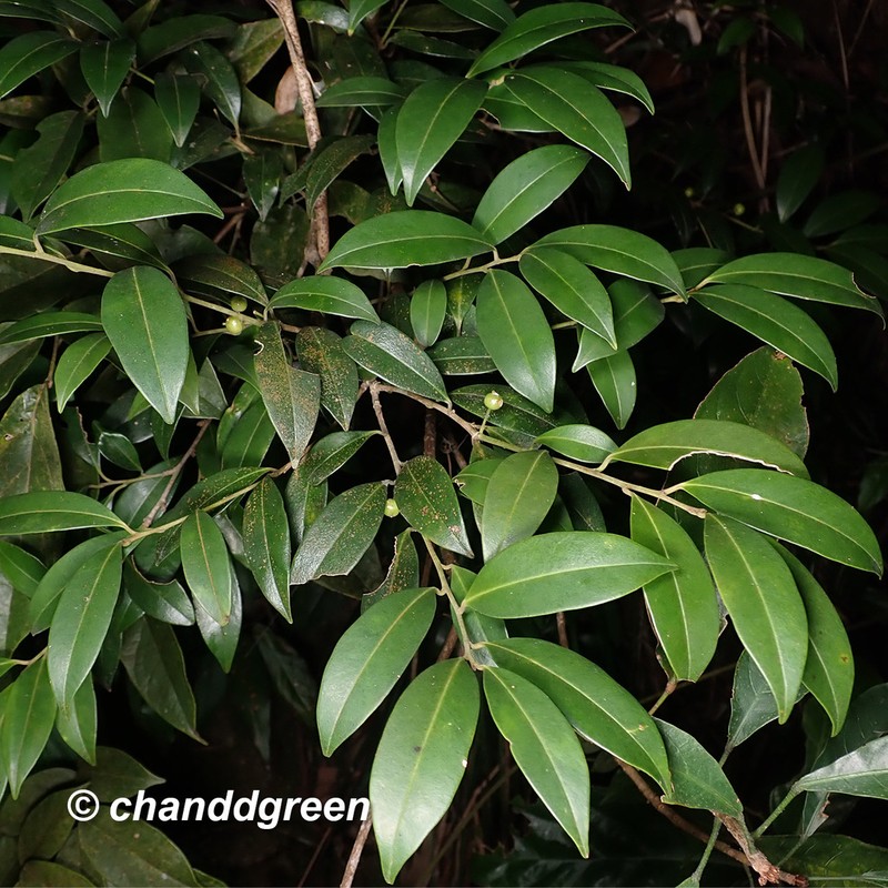 Ilex memecylifolia