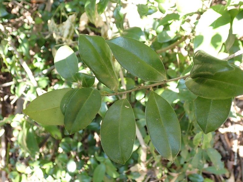 Ilex memecylifolia photo 2