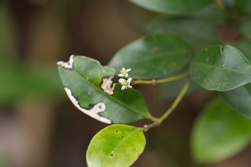 Ilex memecylifolia photo 3