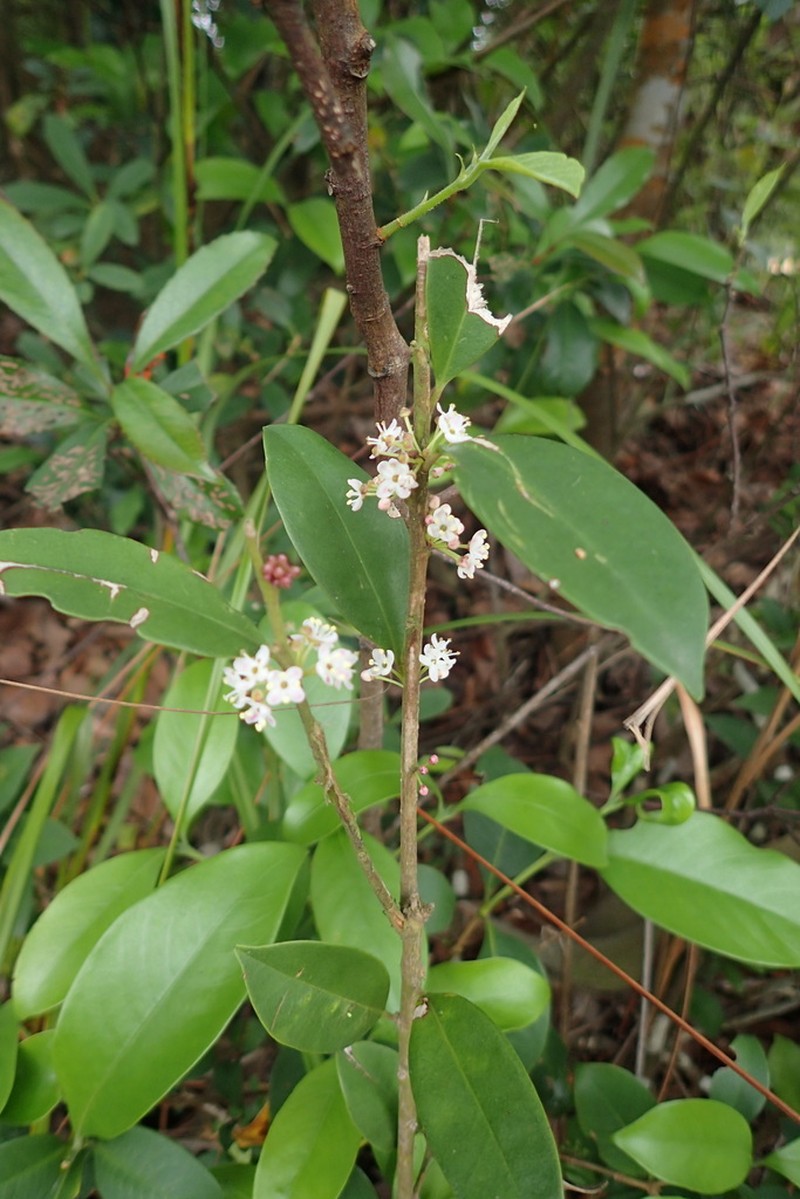 Ilex memecylifolia photo 4